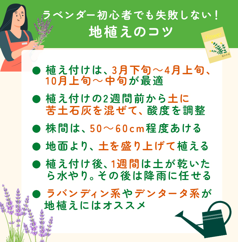 ラベンダー初心者が失敗しない地植えのコツ