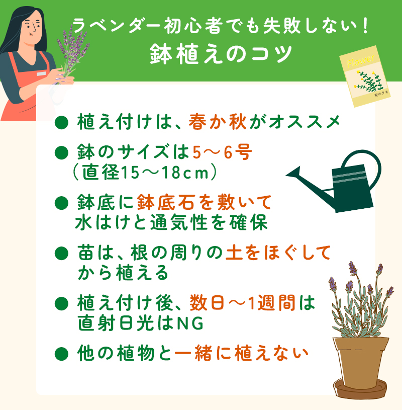 ラベンダー初心者が失敗しない鉢植えのコツ