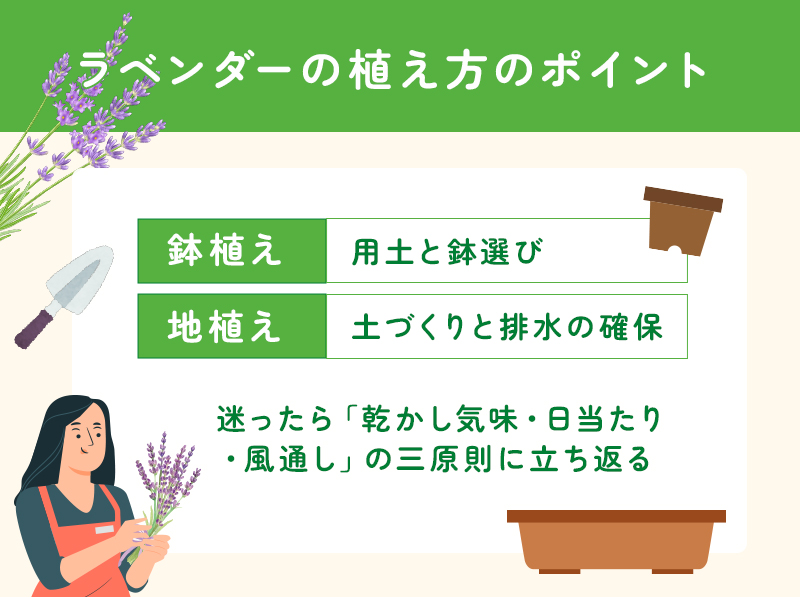 ラベンダーの植え方のポイント