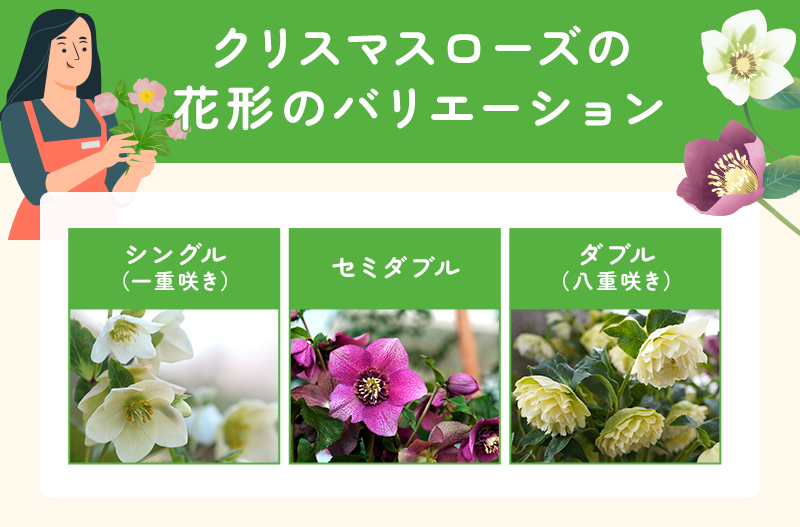 クリスマスローズの花の形