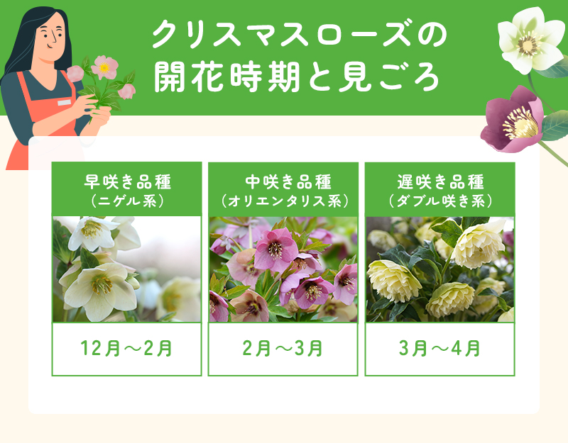 クリスマスローズの開花時期と見頃