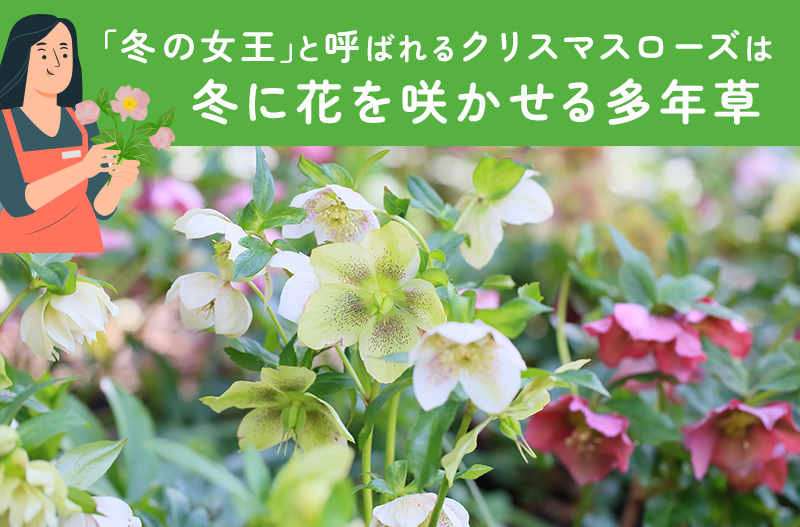 クリスマスローズは多年草