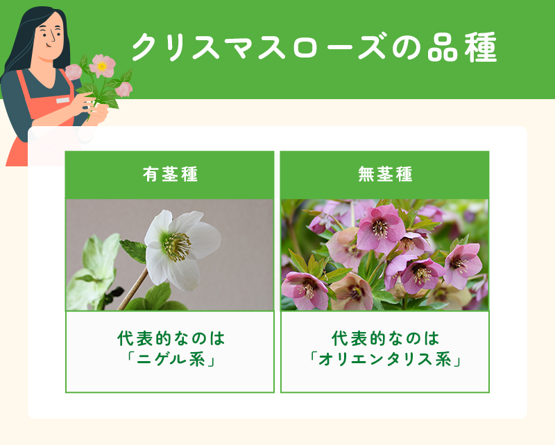 クリスマスローズの品種