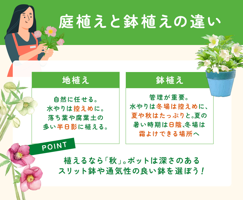 クリスマスローズの植え方の違い