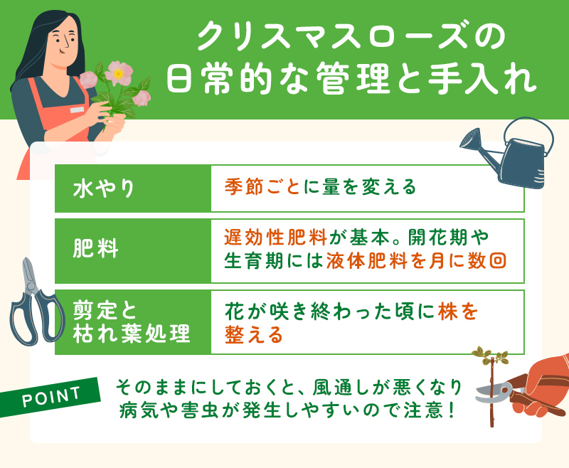 クリスマスローズの管理の方法