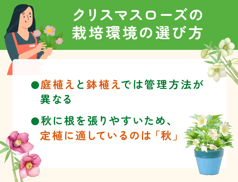 クリスマスローズの栽培環境の選び方
