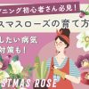 初心者必見！クリスマスローズの育て方と注意したい病気・害虫対策