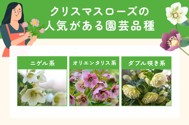 クリスマスローズの人気な園芸品種