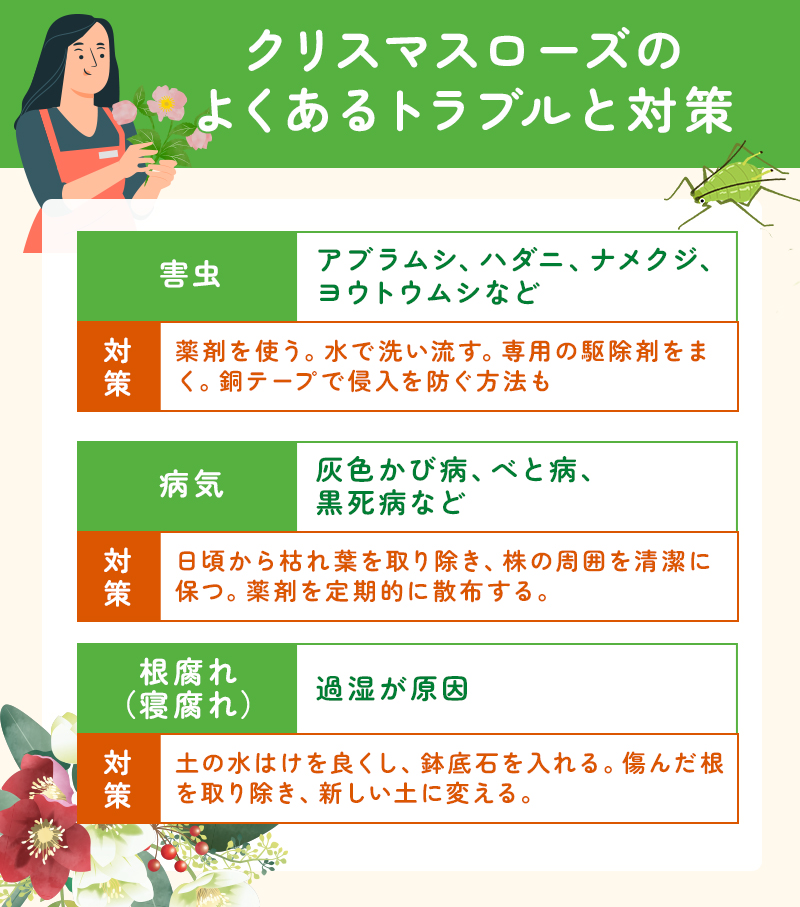 クリスマスローズに関するトラブルと対策方法