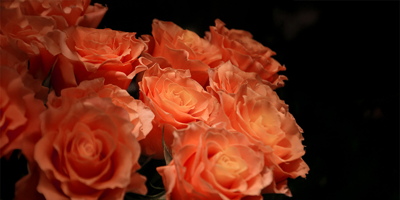 旬の花 レコメンドフラワー バラ 秋の花 オレンジの花