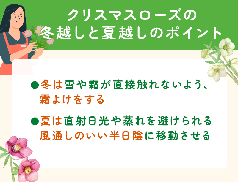 クリスマスローズの冬越しと夏越しのポイント