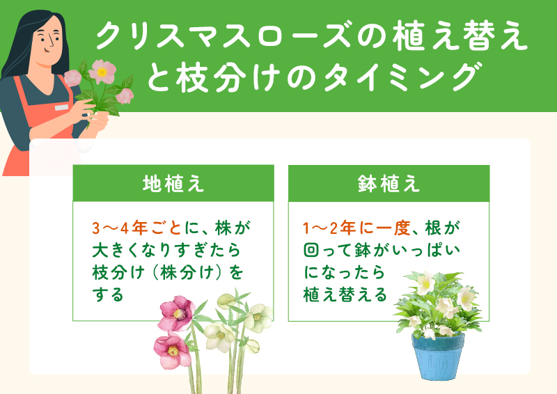 クリスマスローズの植え替えのタイミング