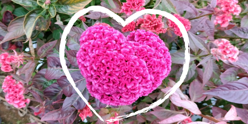 ハートの花　ケイトウ　秋の花