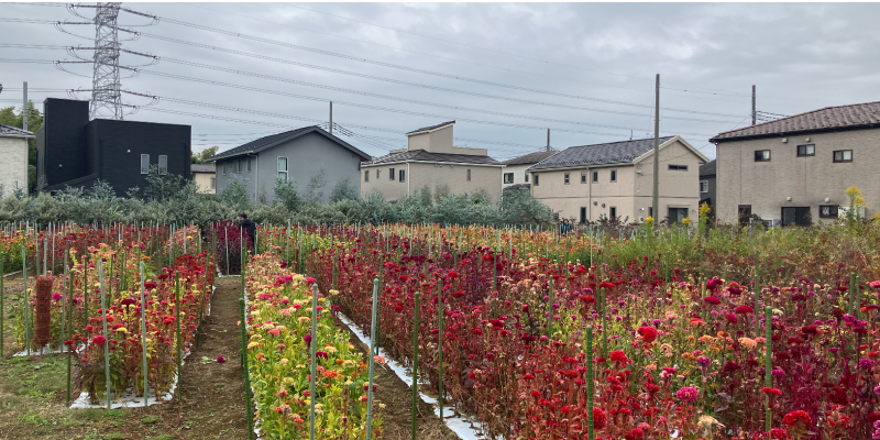 伊志井園芸　花畑　ケイトウ