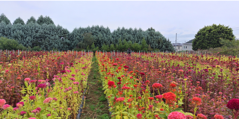 伊志井園芸　花畑　ケイトウ
