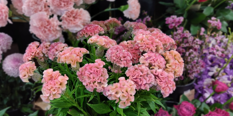 ケイトウ　いちごみるく　秋の花