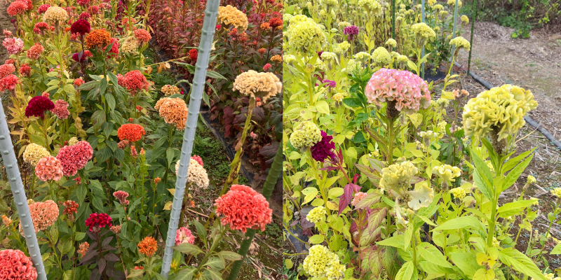 伊志井園芸　花畑　ケイトウ