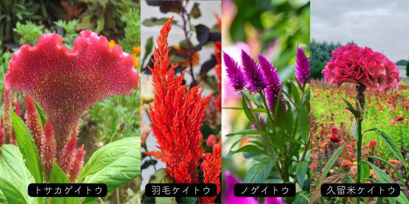 久留米ケイトウ、ケイトウ、トサカゲイトウ、羽毛ケイトウ、ノゲイトウ、セロシア、ケイトウの種類