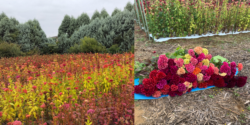 ケイトウ　収穫　伊志井園芸　秋の花