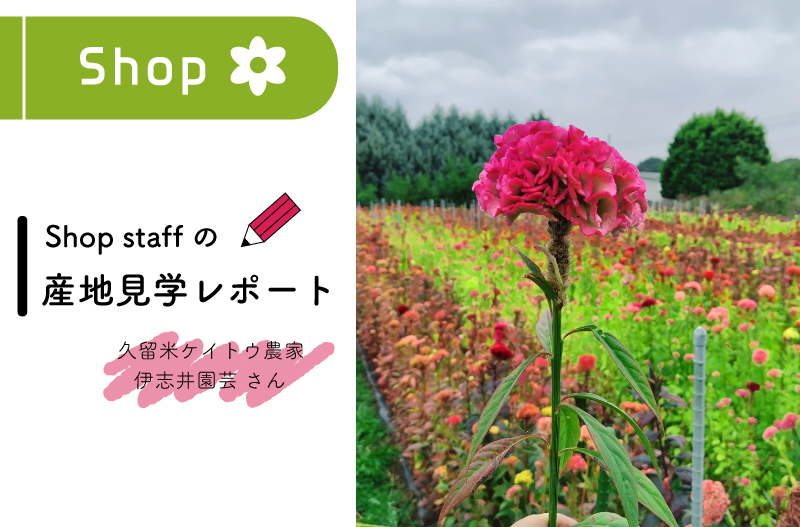 ケイトウ　久留米ケイトウ　産地見学　レポート　伊志井園芸　Hibiya-Kadan Style　日比谷花壇