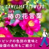 椿の花言葉を解説！色別（赤・白・ピンク）の意味と由来＆全国の名所紹介
