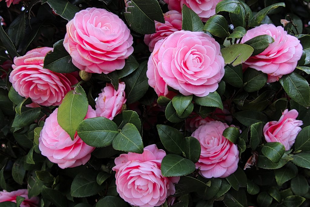 ピンクのツバキ