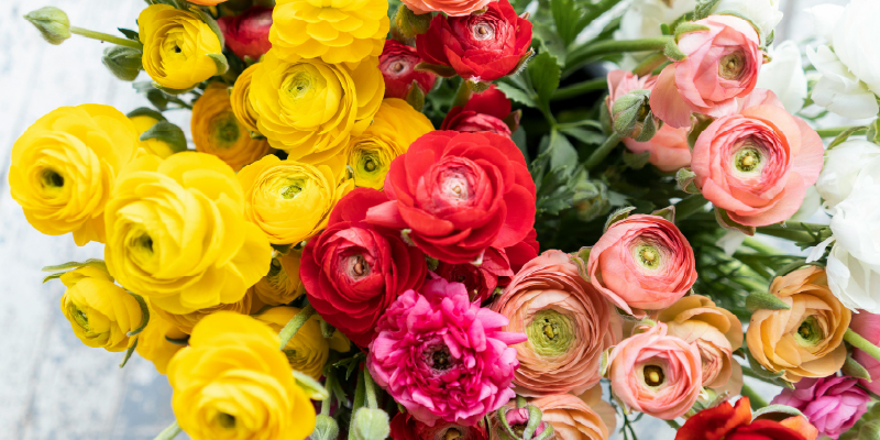 ラナンキュラス　旬の花　春の花