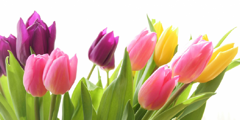 チューリップ　旬の花　春の花