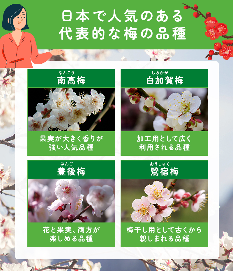 日本で人気のある代表的な梅の品種