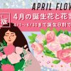 4月の誕生花一覧🌸代表的な花と花言葉をわかりやすく紹介