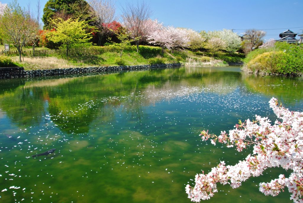 今泉名水桜公園の桜