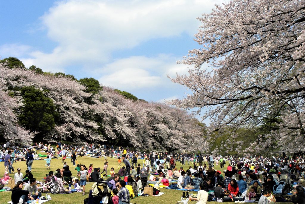 砧公園の桜