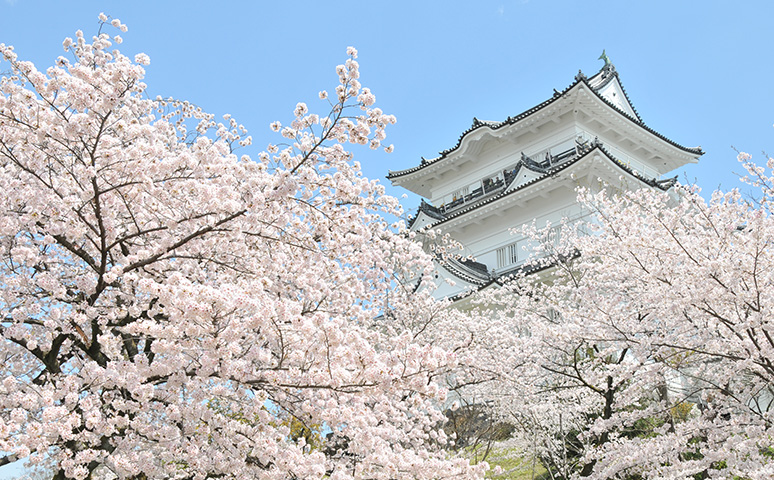 小田原城址公園の桜