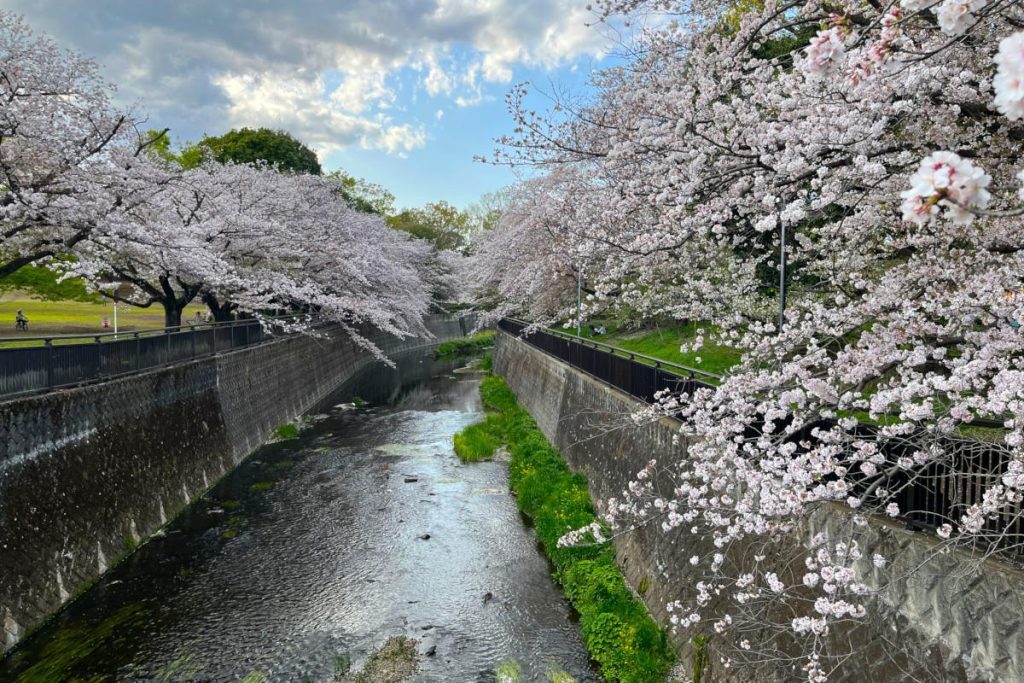 祖師谷公園の桜
