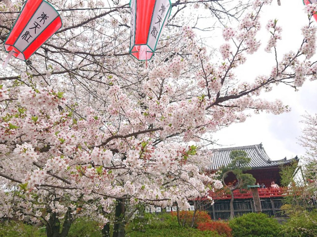 上野恩賜公園
の桜
