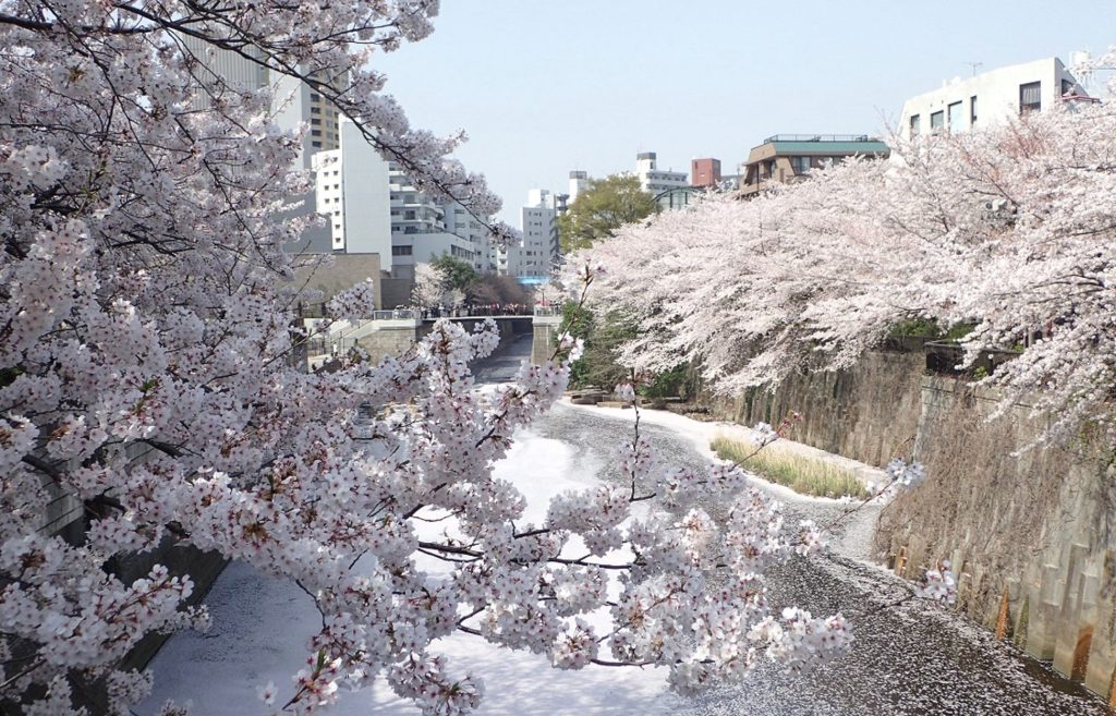 目黒川の桜