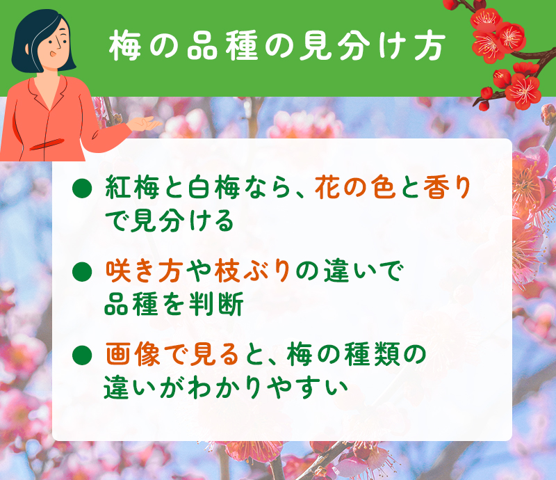 梅の品種の見分け方