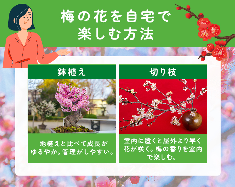梅の花を自宅で楽しむ方法
