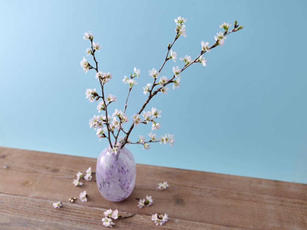 日比谷花壇 Hibiya-Kadan Style おすすめの花 旬の花 春の花 桜 啓翁桜