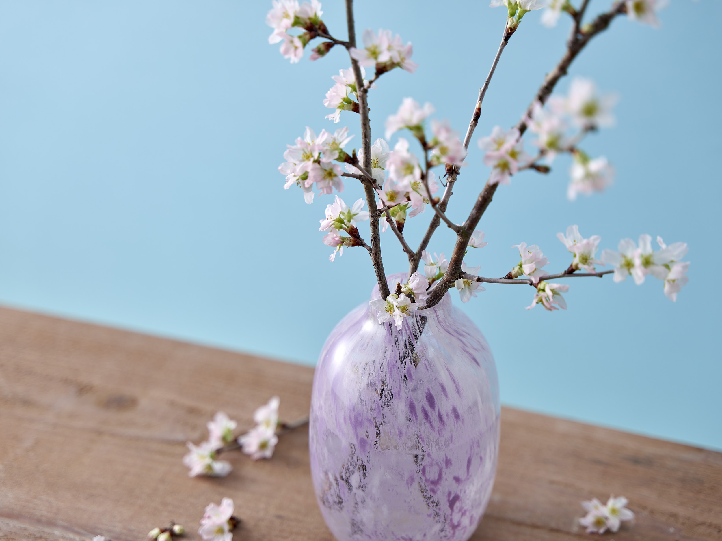 桜　啓翁桜　西川町　チューリップ　旬の花　レコメンドフラワー　日比谷花壇　春の花