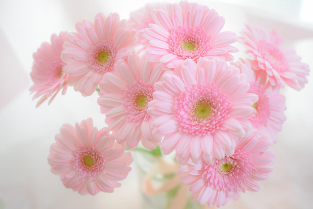 薄いピンクのガーベラ