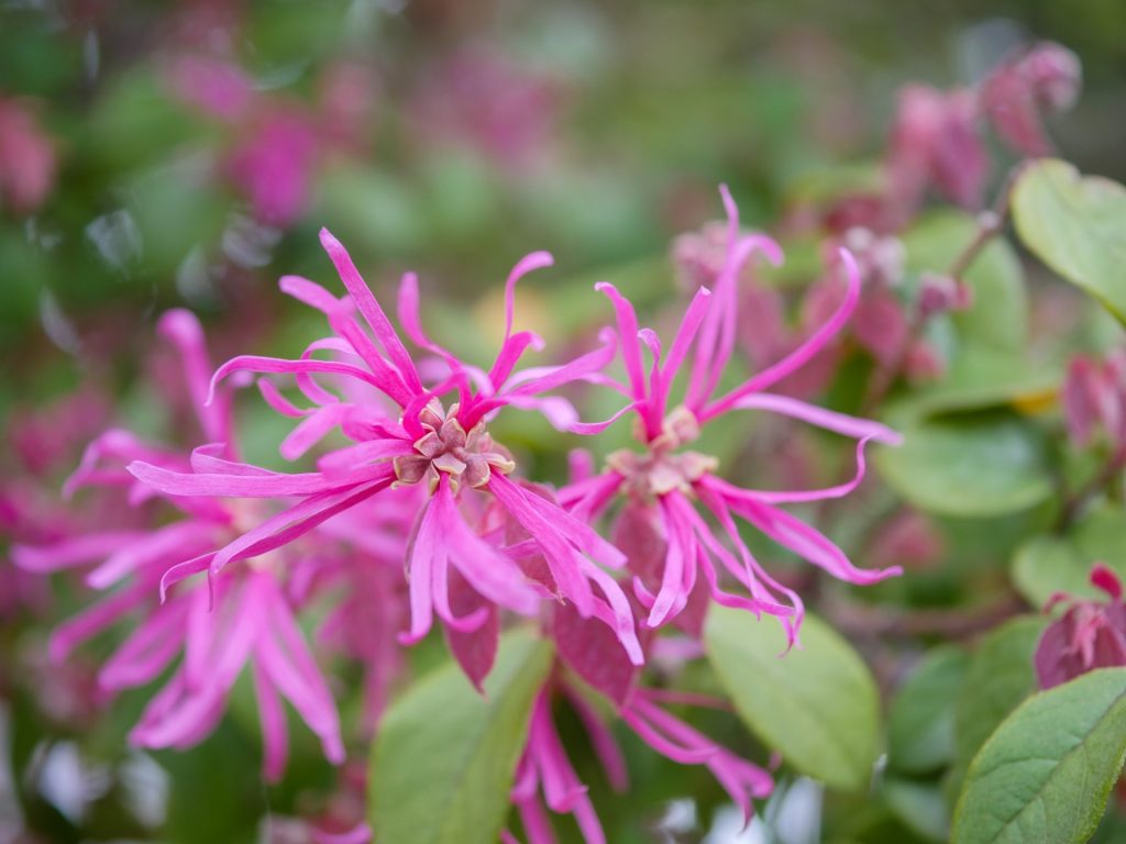 ピンクのマンサク