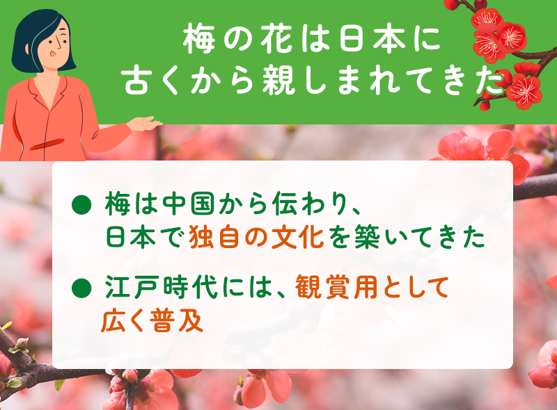 梅の花は日本で親しまれている