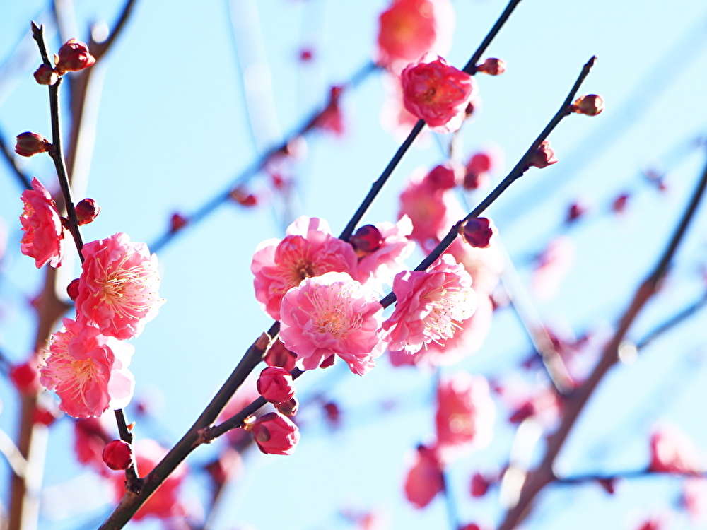 生田緑地の梅