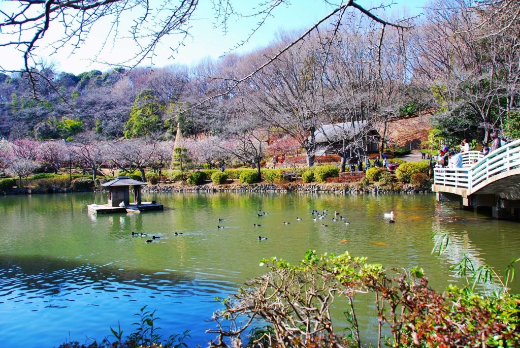 町田薬師池公園の梅