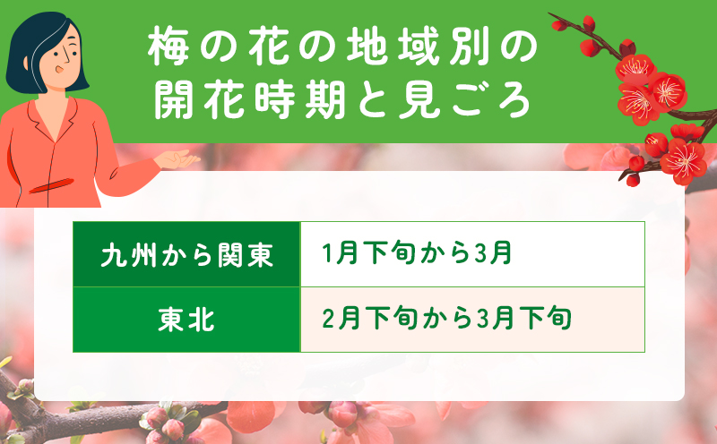 梅の花の開花時期と見頃