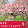 梅の花の見頃はいつ？種類・花言葉・おすすめスポットも紹介！