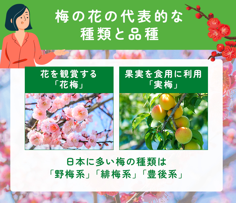 梅の花の代表的な種類と品種