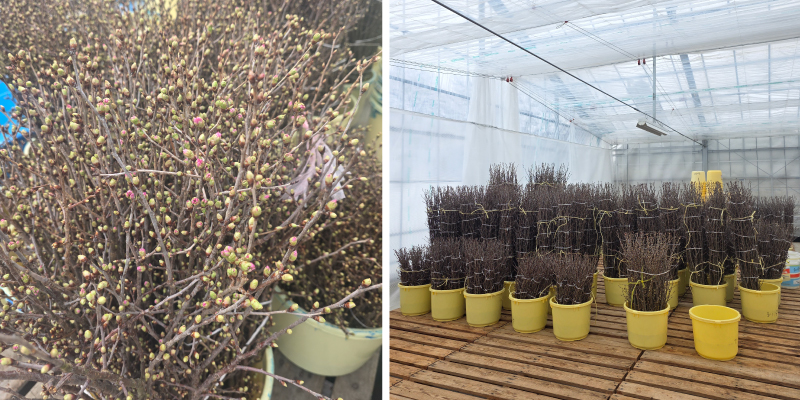 促成室 桜 啓翁桜 収穫