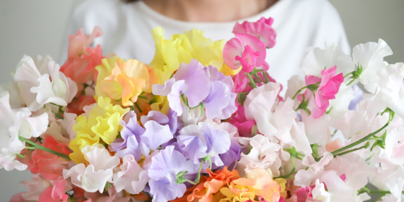 香りのある花　フレグランスフラワー　スイートピー　リューココリネ　ヒヤシンス　フリージア　花の香り　旬の花　レコメンドフラワー　日比谷花壇　春の花